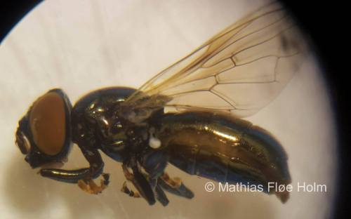 Broget Metalsvirreflue  (Lejogaster tarsata). Rødlistet VU. Registrering for Kolding Kommune 2017.
