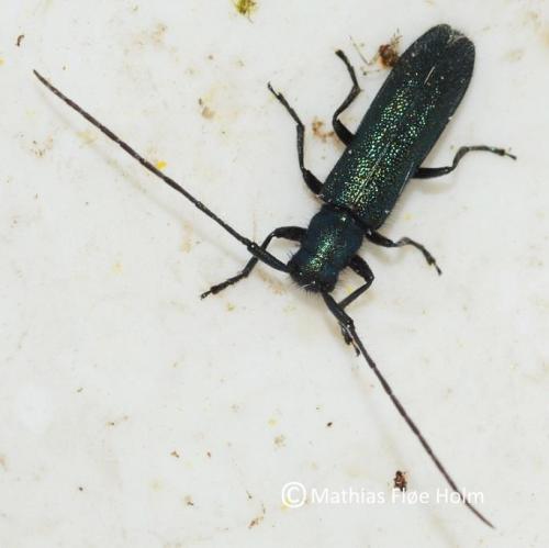 Blåhatbuk (Agapanthia intermedia). Fundet i grusgrav nær Aabenraa 2015