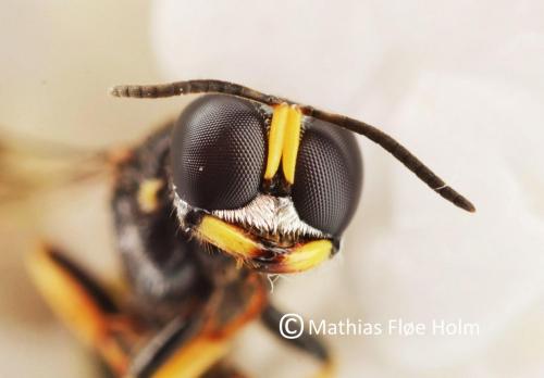 Crossocerus binotatus. Knivskær Mose 2017