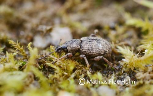 Barkøresnudebille (Otiorhynchus singularis) . Gram nær Skanderborg 2013