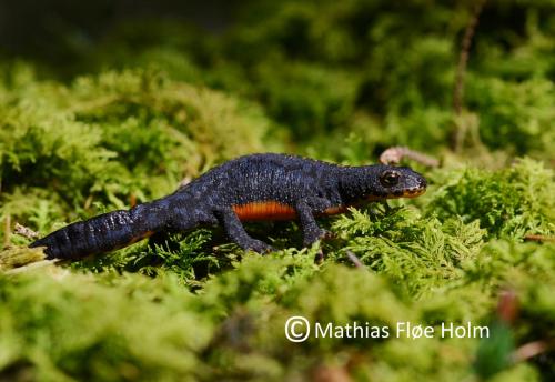 Bjergsalamander i landfase. Fundet under træstub. Årup Skov 2012