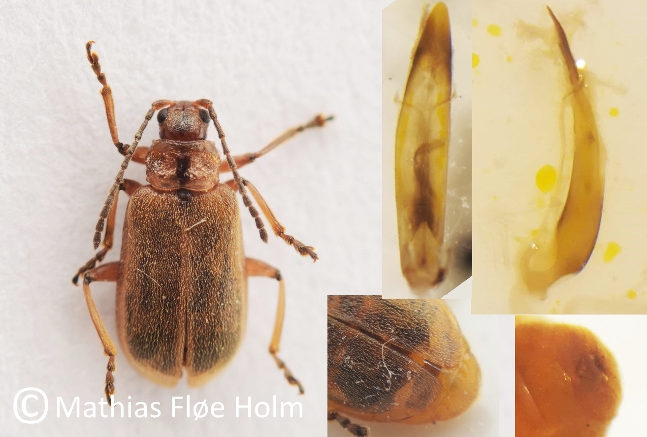 Galerucella grisescens. Fundet som ny for landet i forbindelse med registrering for Kolding Kommune 2018