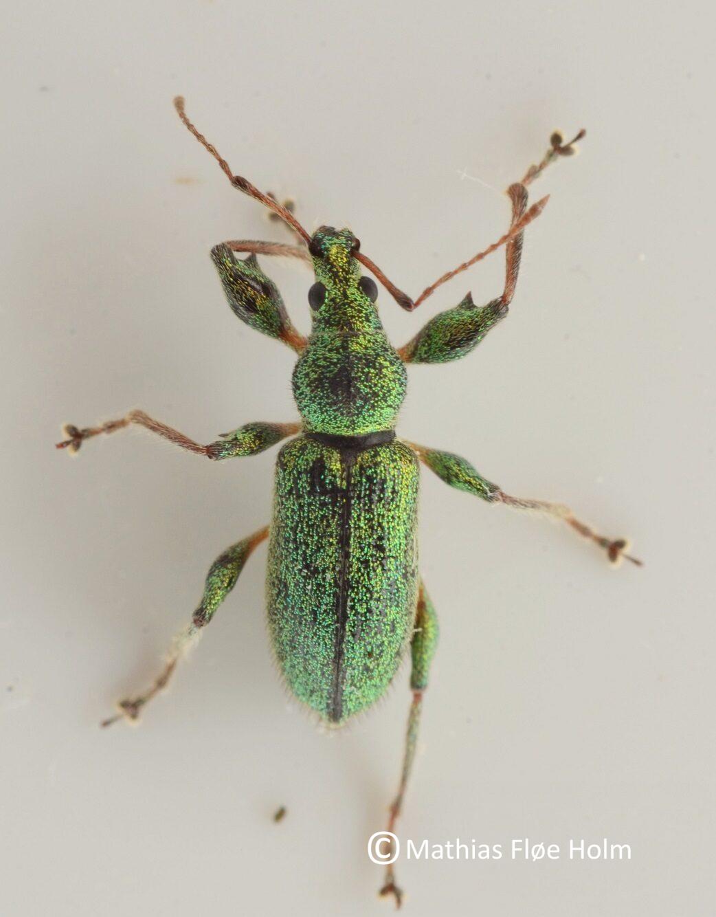 Phyllobius arborator. Fundet som ny for landet i forbindelse med registrering for Kolding Kommune 2017