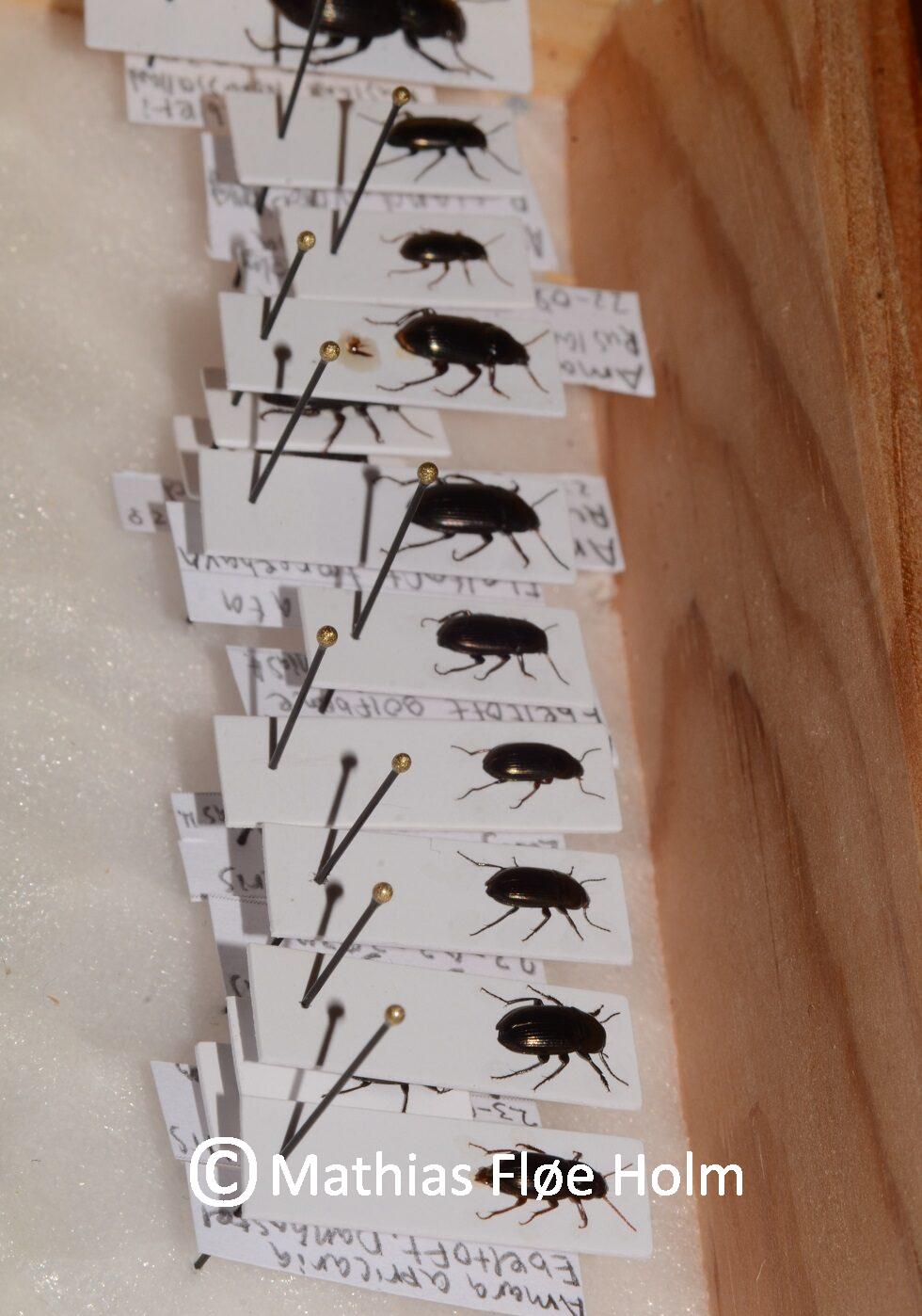 Løbebiller Amara billesamling insektsamling