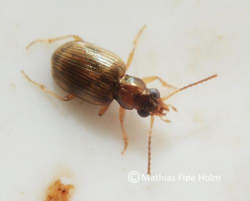 Bembidion ruficolle. Fundet i grusgrav nær Aabenraa 2015