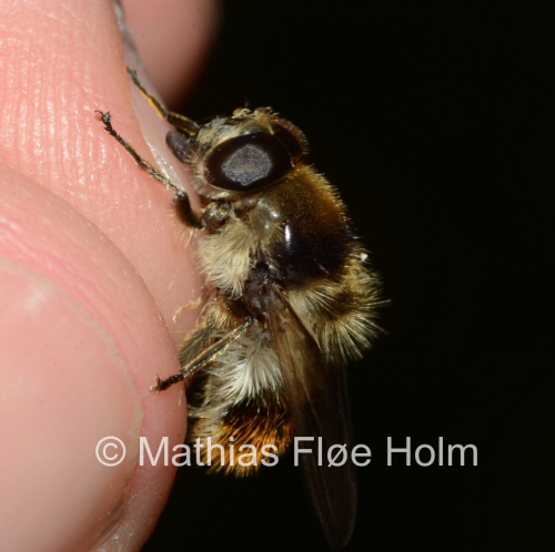 Broget Urtesvirreflue (Cheilosia illustrata). Rødlistet NT. Binderup Strandskov 2018.-Registrering-for-Kolding-Kommune