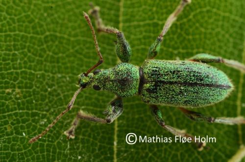 Phyllobius arborator. Fundet som ny for DK i Nagbøl Skov 2017
