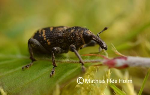 Stor Nåletræsnudebille (Hylobius abietis). Gram nær Skanderborg 2014