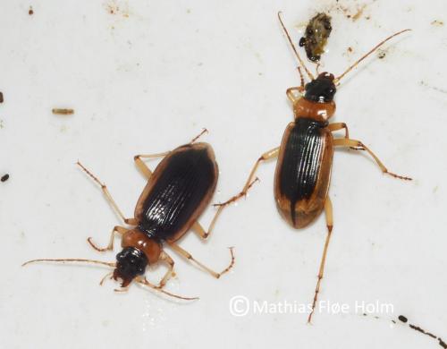 Gulrandet Fladløber (Nebria livida) rødlistet NT. Fundet i grusgrav nær Aabenraa 2015