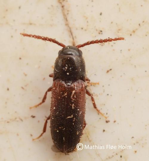 Xylophilus corticalis. Meget sjælden og rødlistet VU. Arten er tilknyttet dødt ved. Registrering for Kolding Kommune 2018