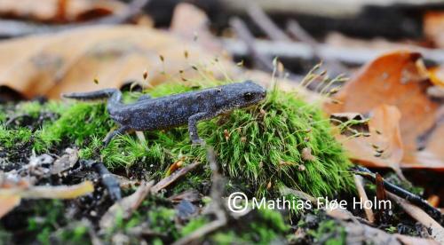 Bjergsalamander. Årup Skov 2013