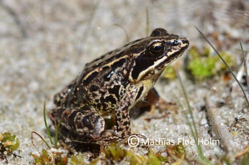 Spidssnudet Frø. Sepstrup Sande 2012