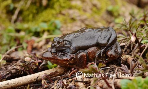 Butsnudet Frø i amplexus. Fensholt Skov 2014