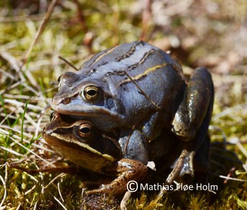 Spidssnudet Frø i amplexus. Gammel Rye 2013